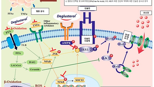 [케어젠] Deglusterol의 당뇨 증상 개선 원리