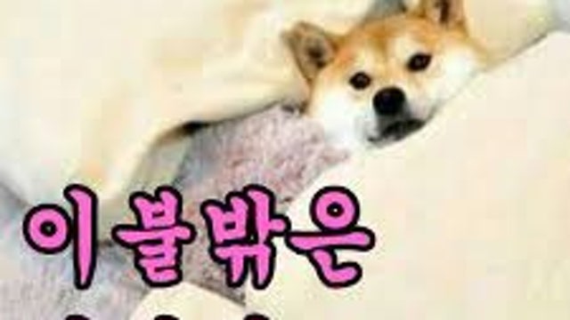 임플란트 산업에 대한 단상
