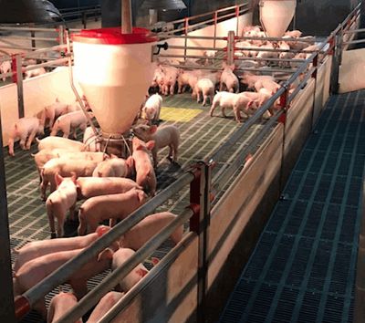 돼지가 가져오는 투자기회(feat 카길, 양돈, 곡물, 사료첨가제)