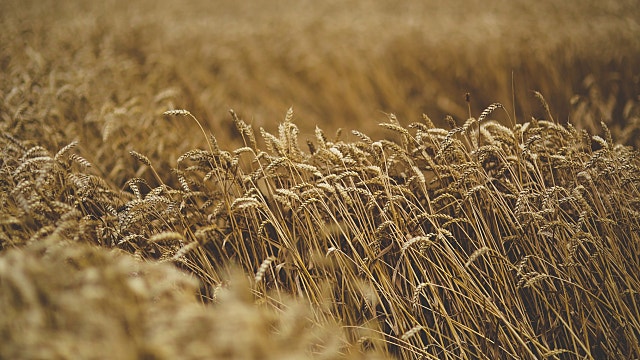 호르무즈해협 봉쇄에 일본은 괜찮을까? (feat 종합상사)