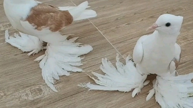 기준금리 0.25%인하, QE 선언. 왕비둘기 파월 등장