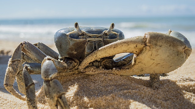제주도에 등장한 청색 꽃게의 정체는?