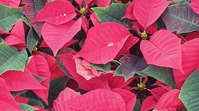 사진 한장으로 보는 중국의 속마음(feat 한중정상회담)